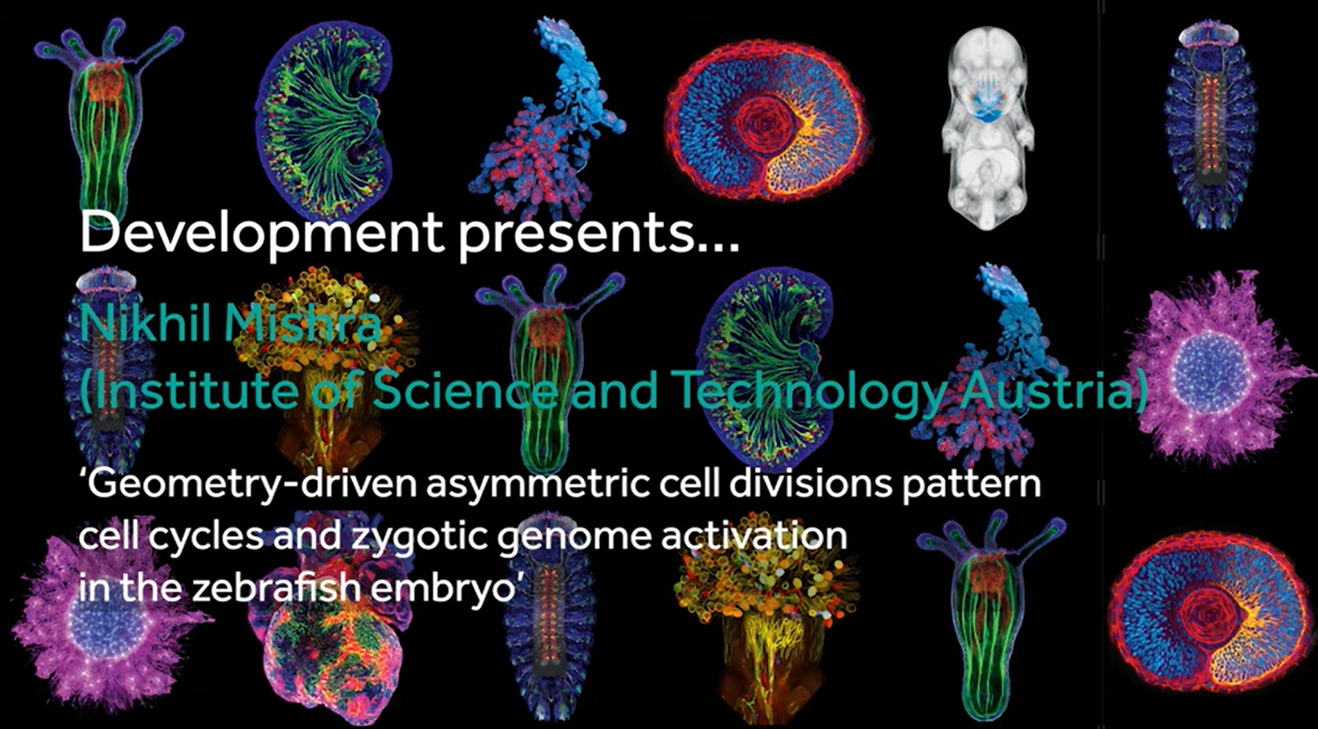 How geometry patterns the embryo