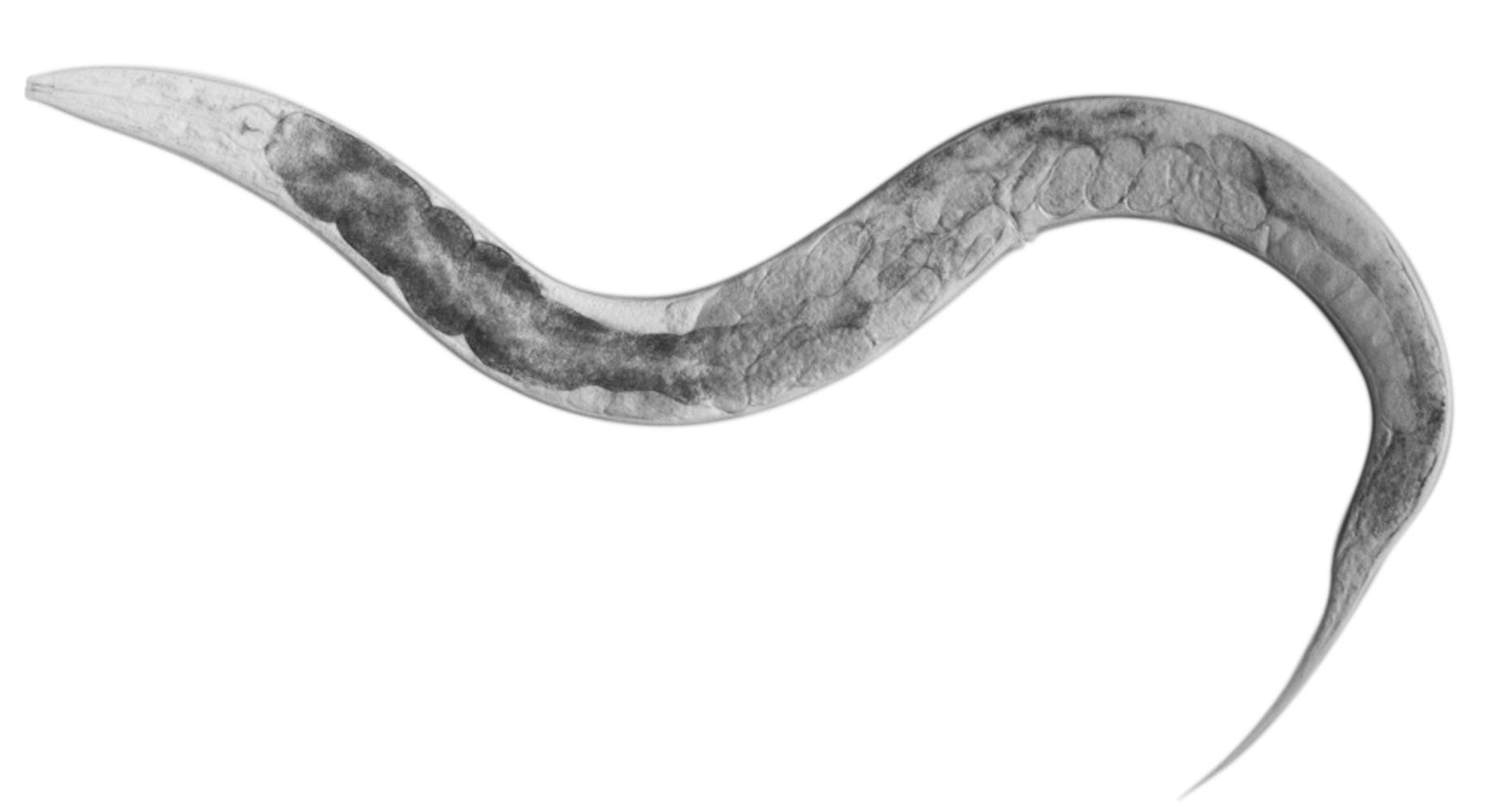 C. elegans development