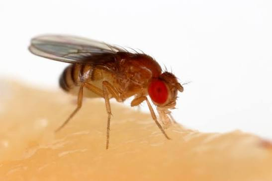 Drosophila development