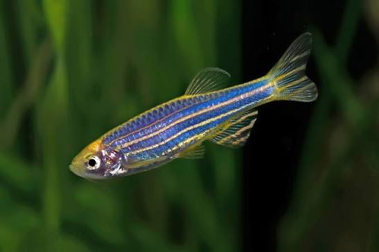 Zebrafish development