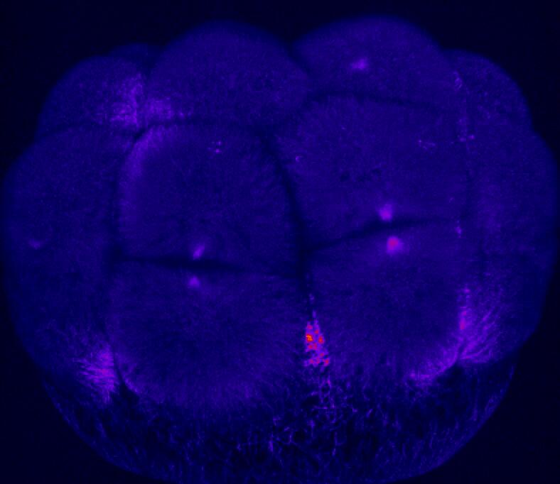 Mitotic waves in the zebrafish embryo